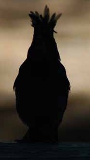 steller's jay
